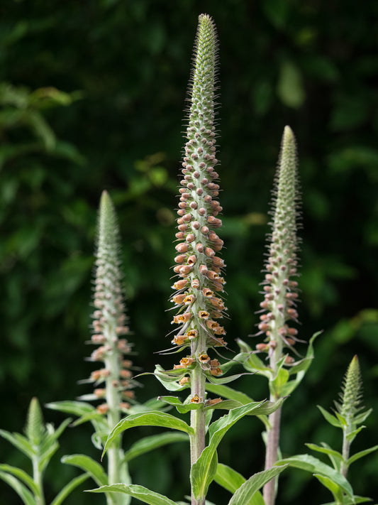 Digitalis parviflora Jacq. - Hardy's Cottage Garden Plants