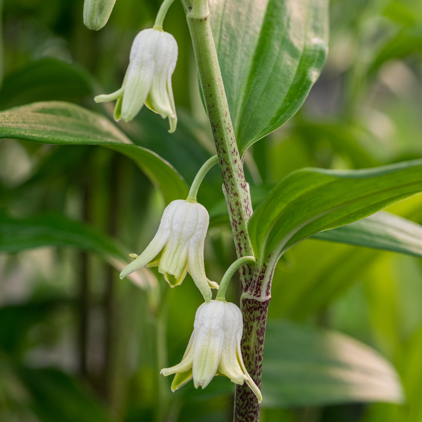 Disporopsis pernyi