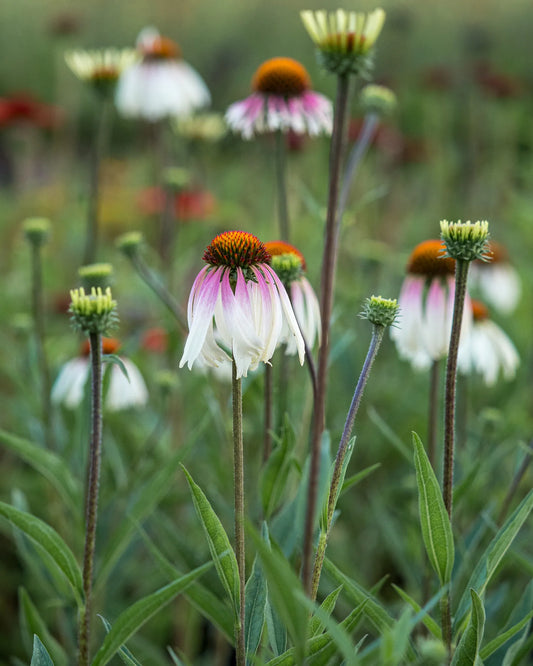 Echinacea purpurea 'JS Engeltje' — white to soft pink reflexed petals drooping from a warm orange-brown cone, naturalistically planted in a mixed border