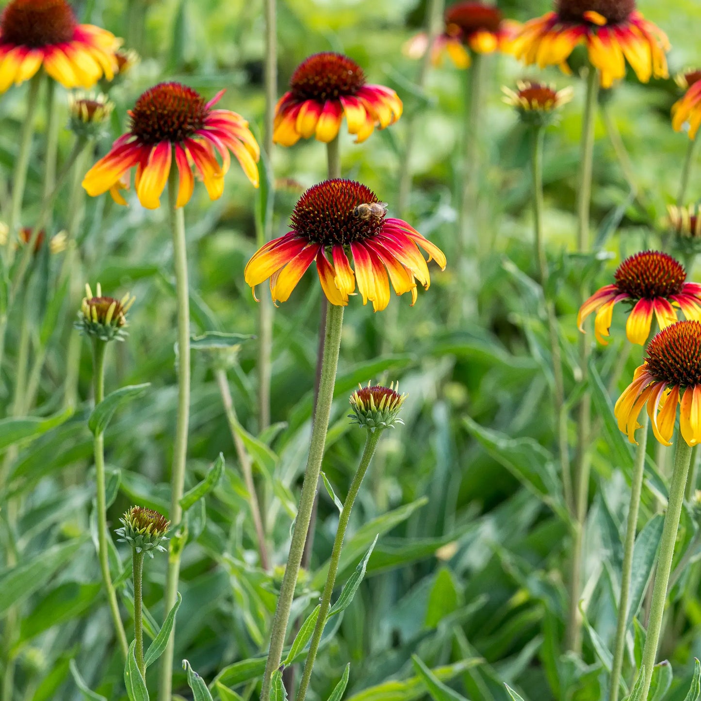 Echinacea 'Parrot' — two-tone yellow and orange-red coneflower with copper cone