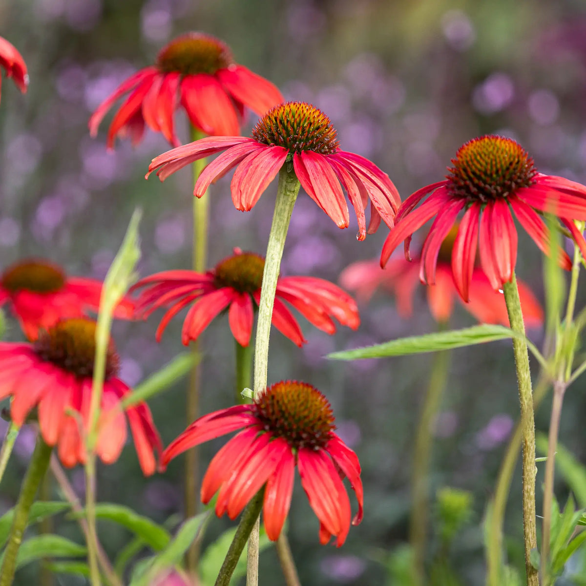 Echinacea 'Tomato Soup' PBR - Hardy's Cottage Garden Plants