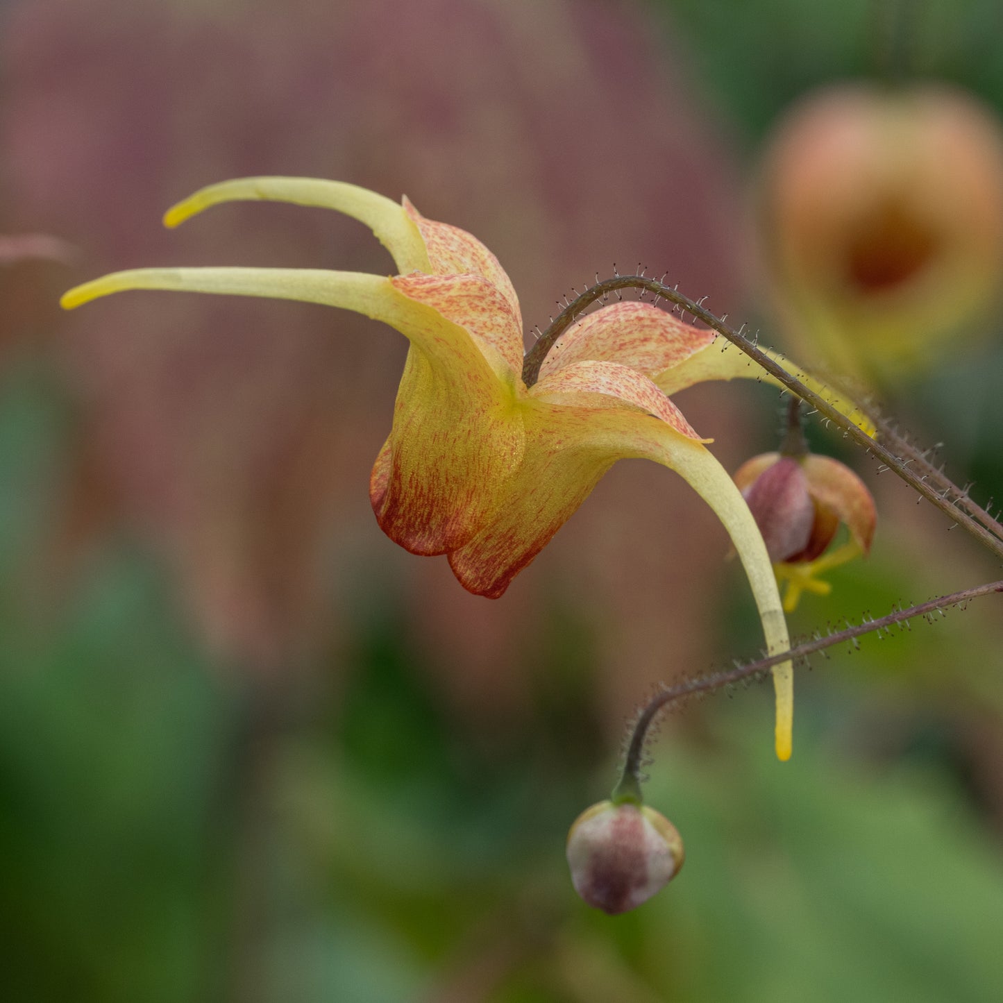 Epimedium 'Amber Queen'