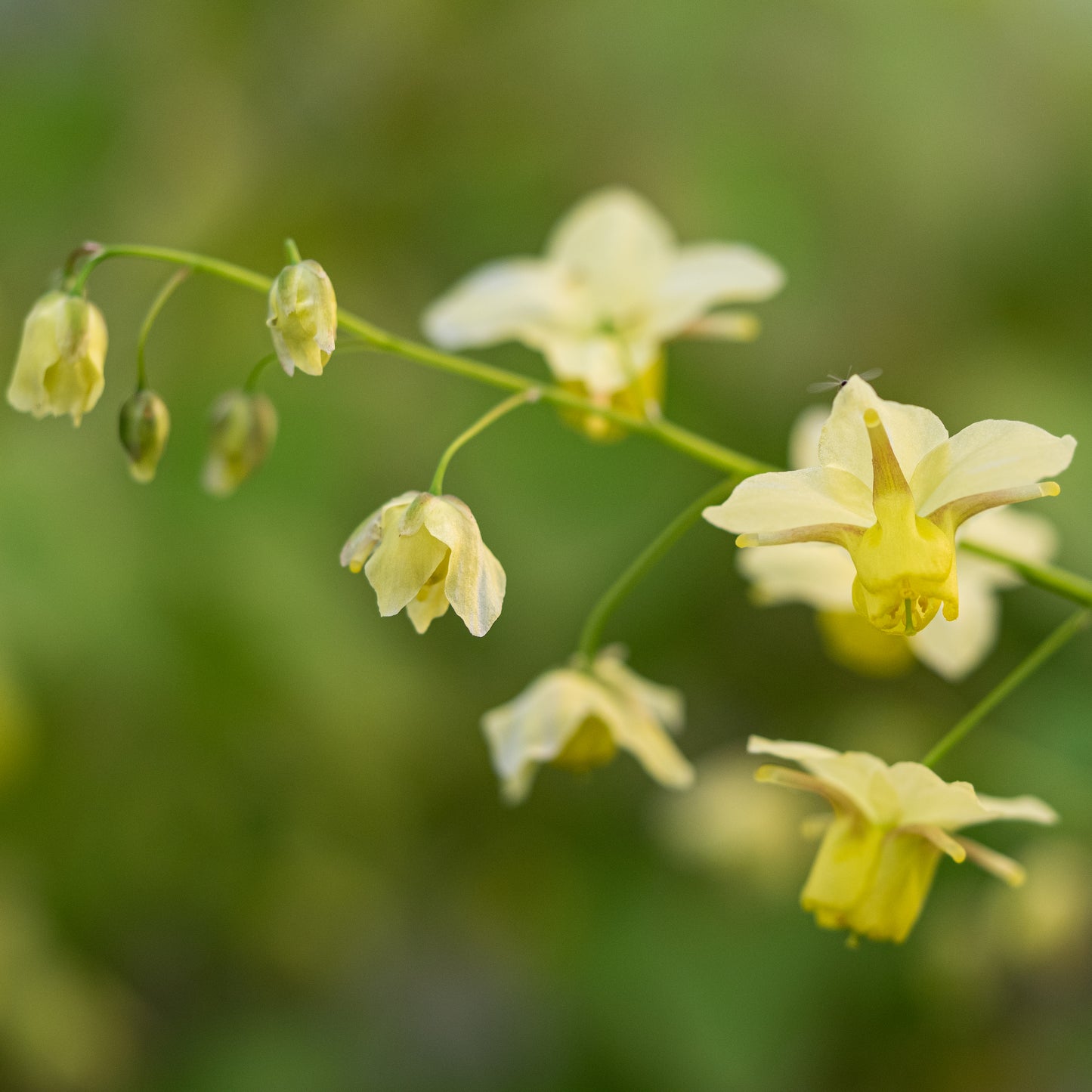 Epimedium x versicolour 'Sulphureum' - Hardy's Cottage Garden Plants