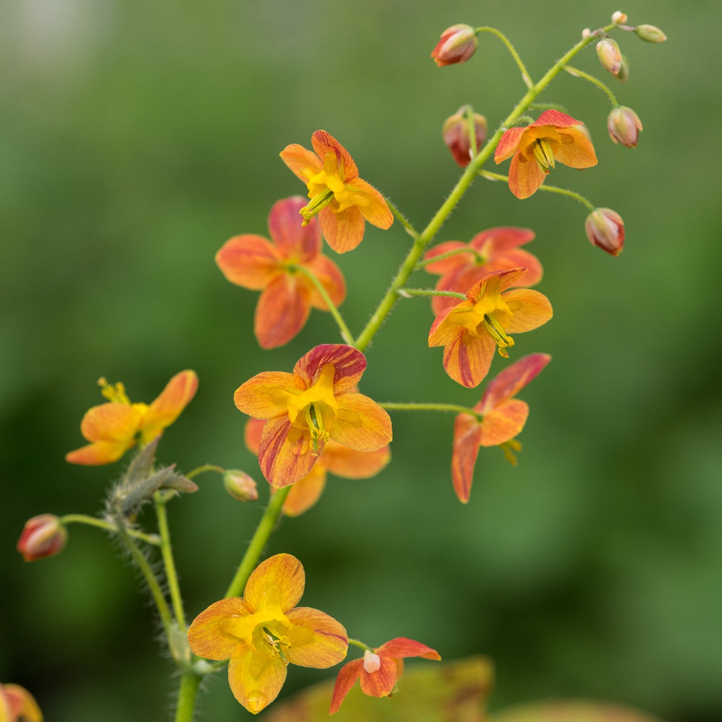 Epimedium x warleyense 'Orangekonigin'