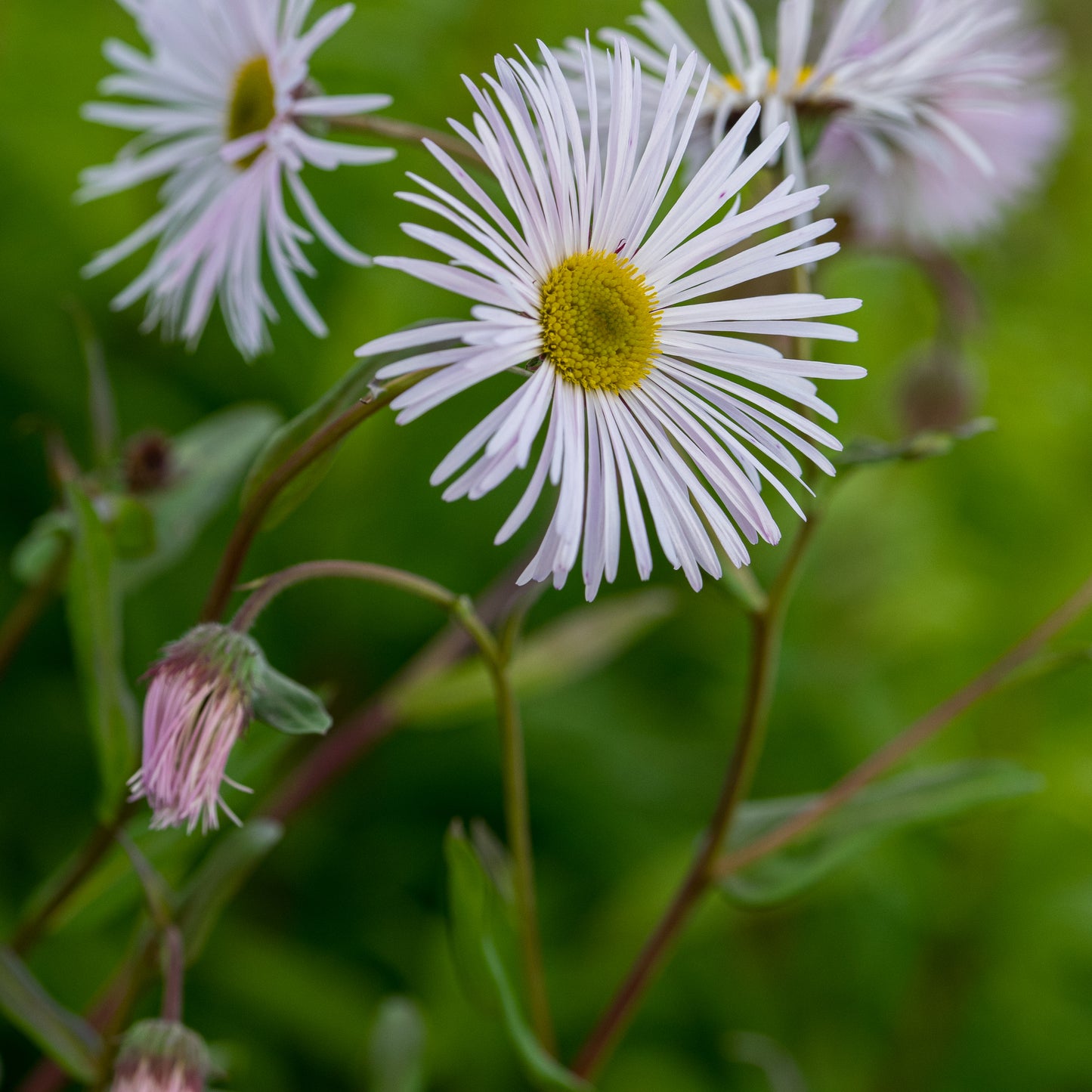 Erigeron 'Sommerneuschnee' - Hardy's Cottage Garden Plants