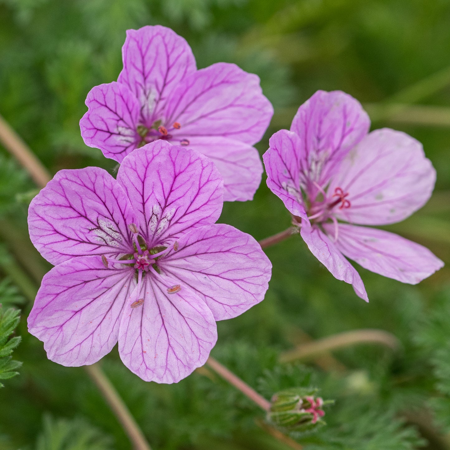 Erodium 'County Park'