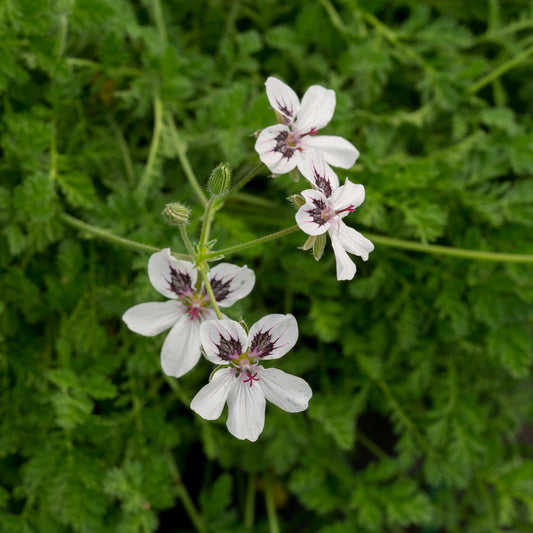 Erodium 'Felicity' - Hardy's Cottage Garden Plants