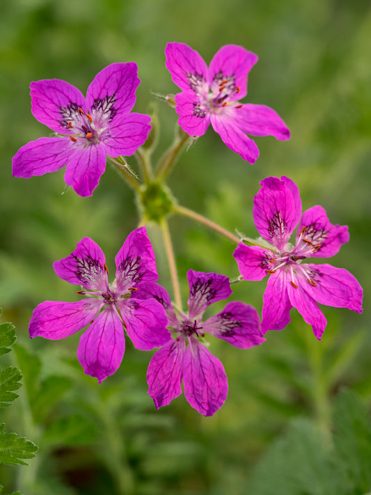 Erodium manescavii - Hardy's Cottage Garden Plants