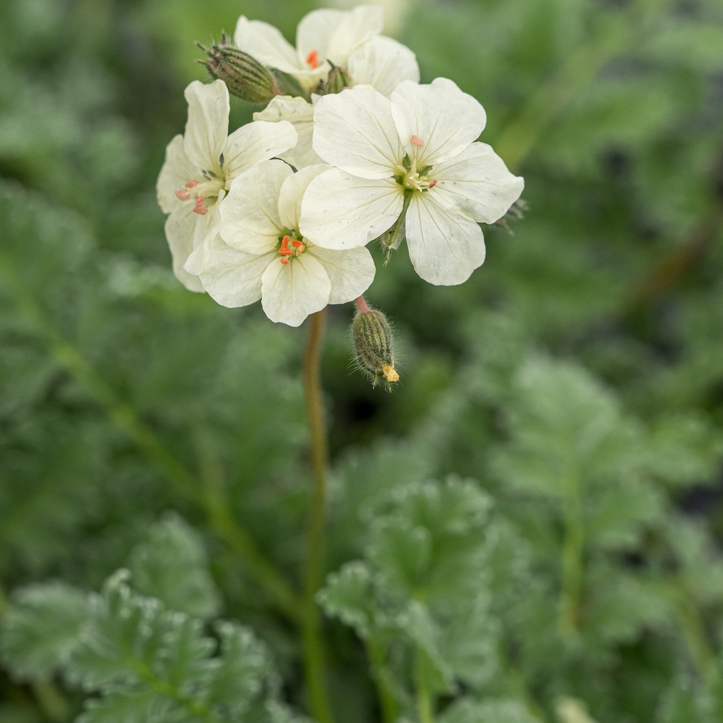 Erodium chrysanthum
