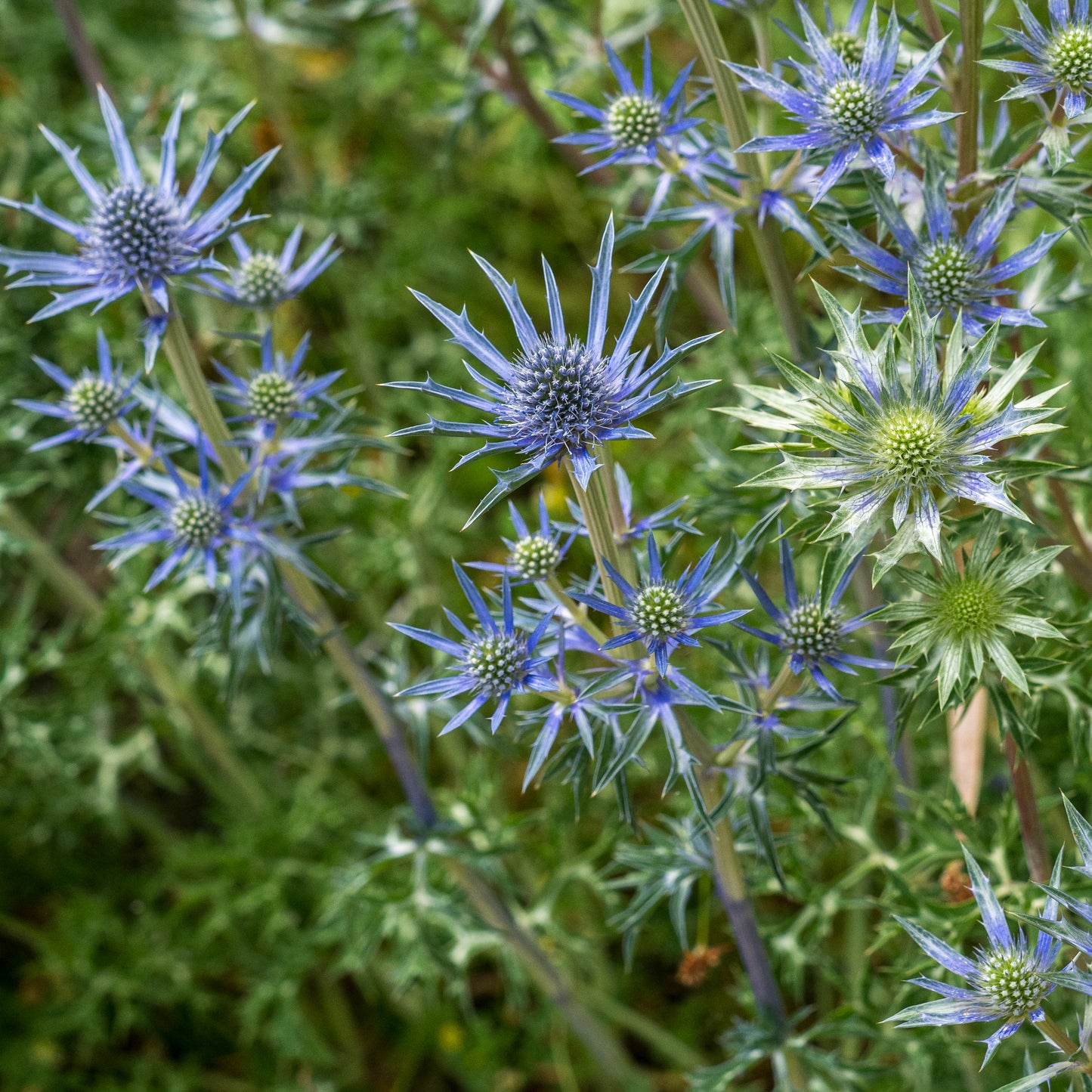 Eryngium bourgatii Picos Amethyst ('Mackpam'PBR) - Hardy's Cottage Garden Plants