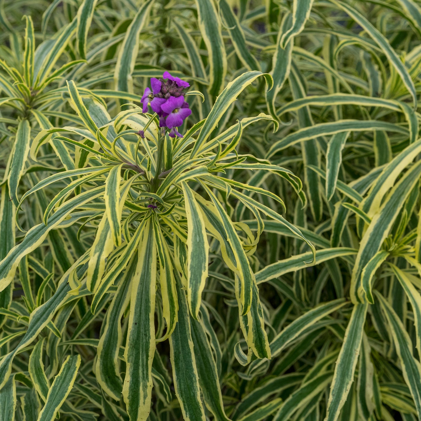 Erysimum linifolium 'Variegatum' - Hardy's Cottage Garden Plants
