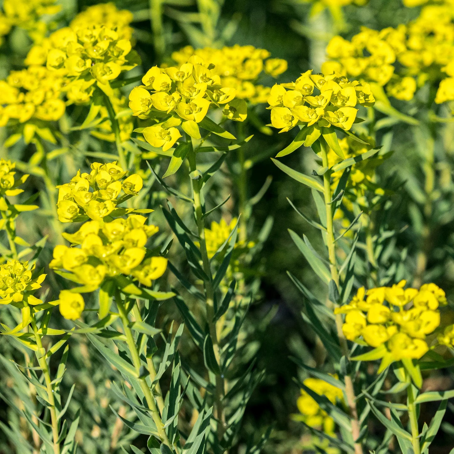 Euphorbia 'Abbey Dore' - Hardy's Cottage Garden Plants