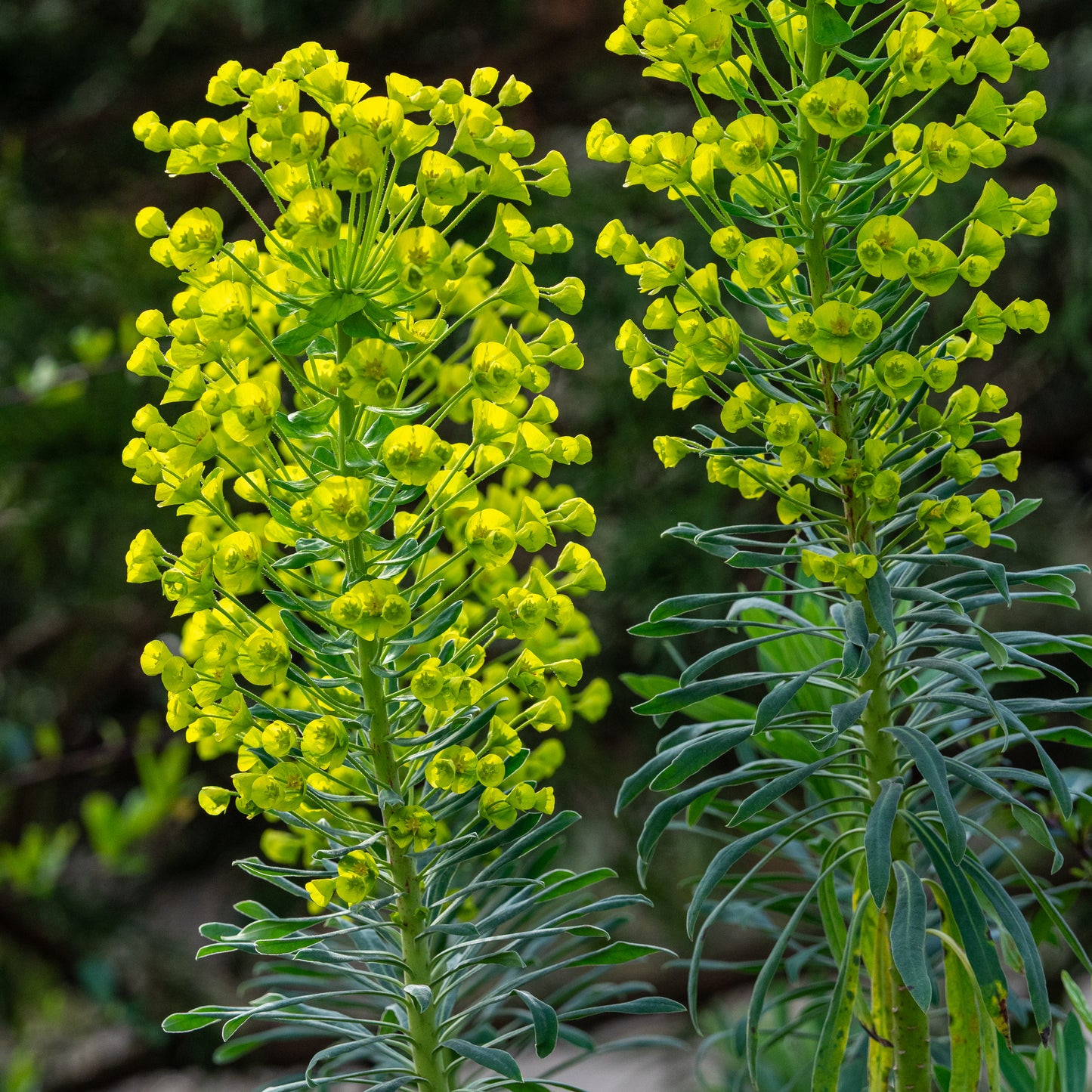 Euphorbia characias subsp. wulfenii - Hardy's Cottage Garden Plants