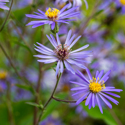 Eurybia x herveyi - Hardy's Cottage Garden Plants