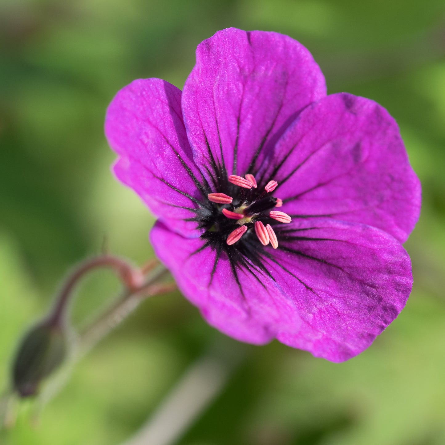 Geranium 'Anne Thomson'