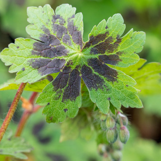 Geranium phaeum var. phaeum 'Samobor' - Hardy's Cottage Garden Plants