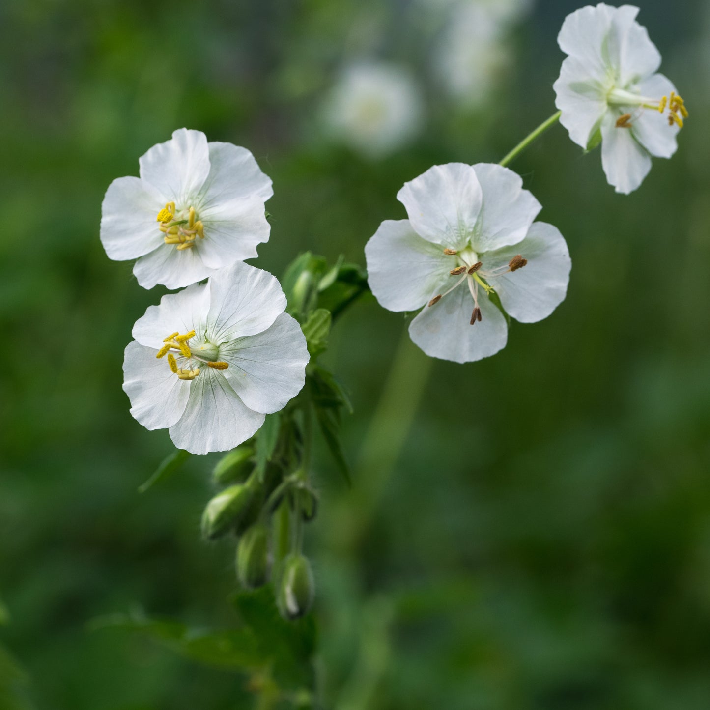 Geranium phaeum 'Album'