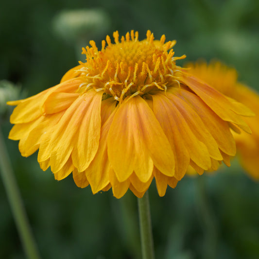 Gaillardia Apricot Honey - Hardy's Cottage Garden Plants