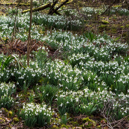 Galanthus nivalis - Hardy's Cottage Garden Plants
