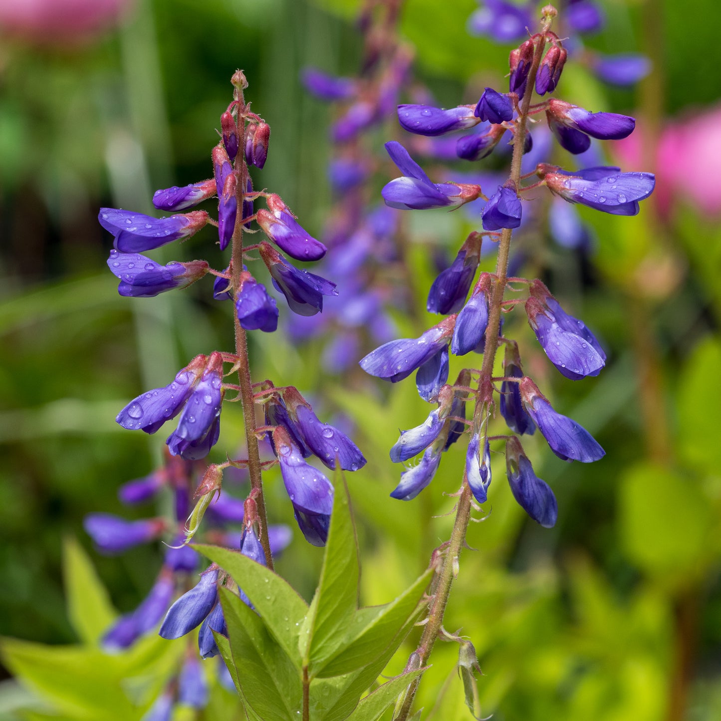 Galega orientalis - Hardy's Cottage Garden Plants