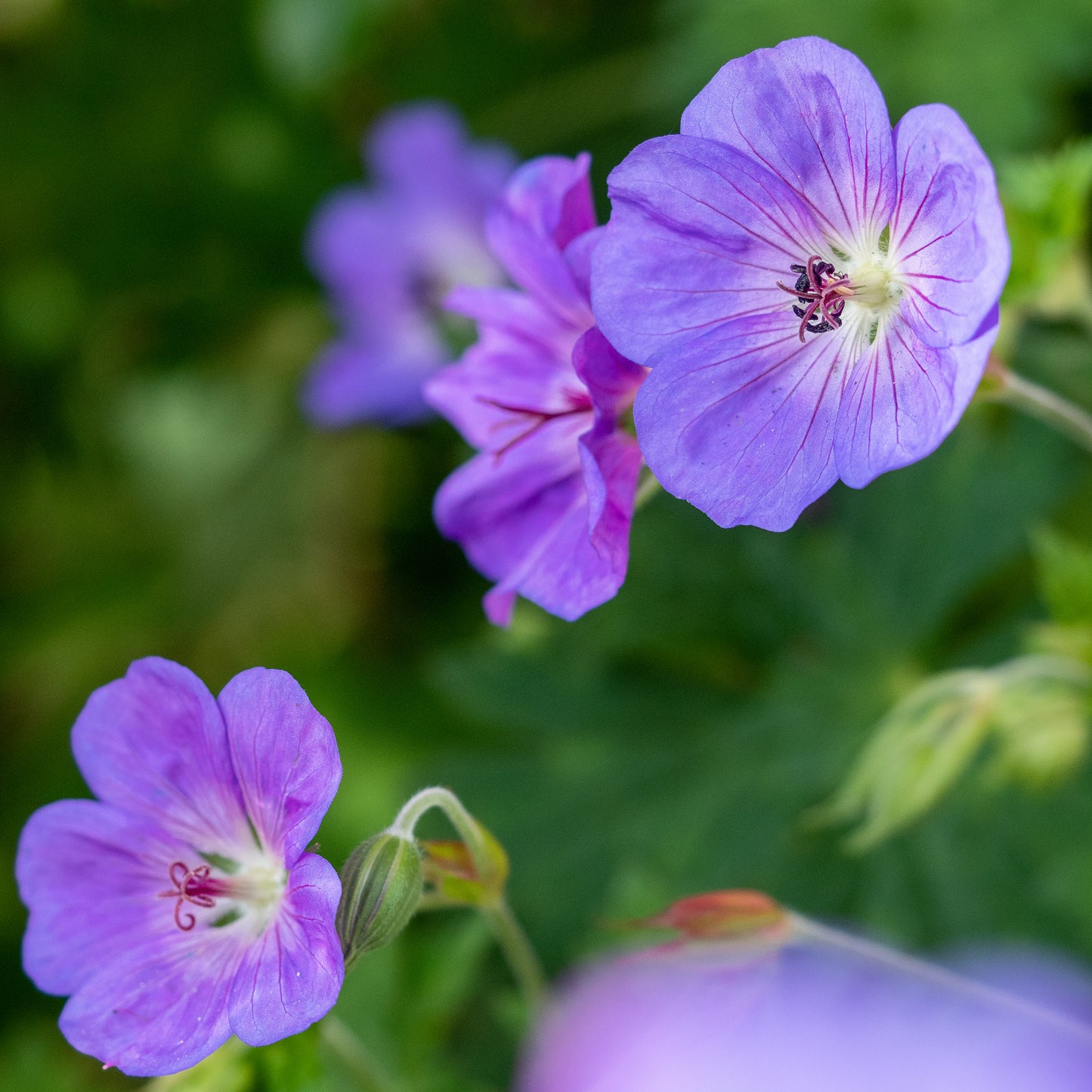 Geranium 'Rozanne' (Gerwat'PBR)