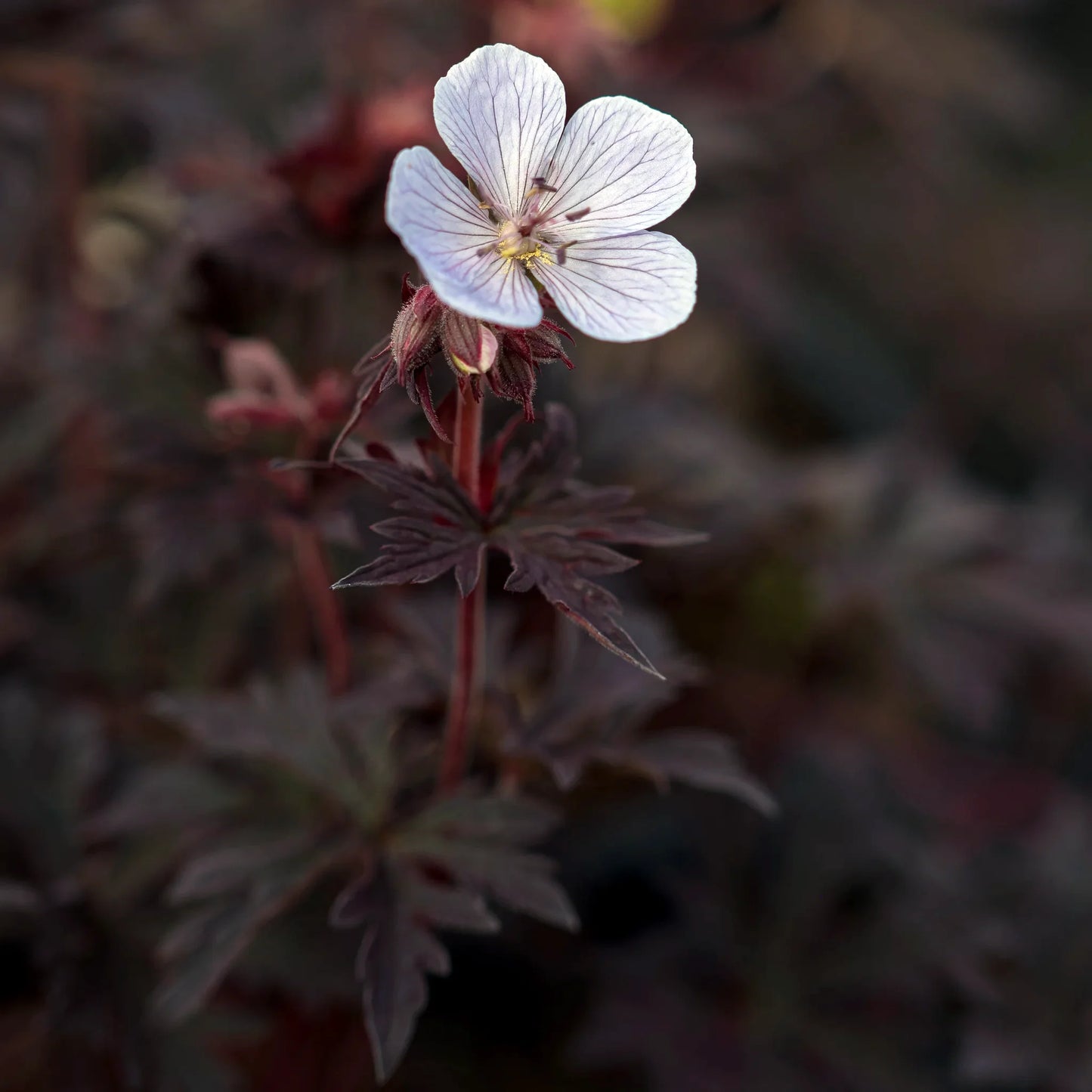 Geranium pratense 'Black 'n' White' — white flowers with deep lilac veining and deeply divided foliage
