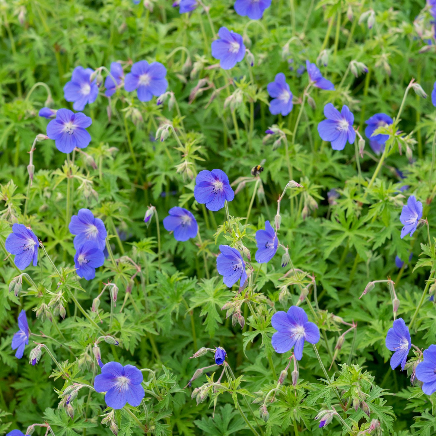Geranium 'Brookside'