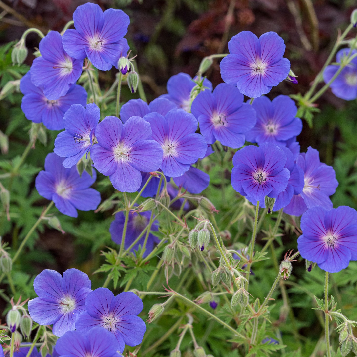 Geranium 'Orion'