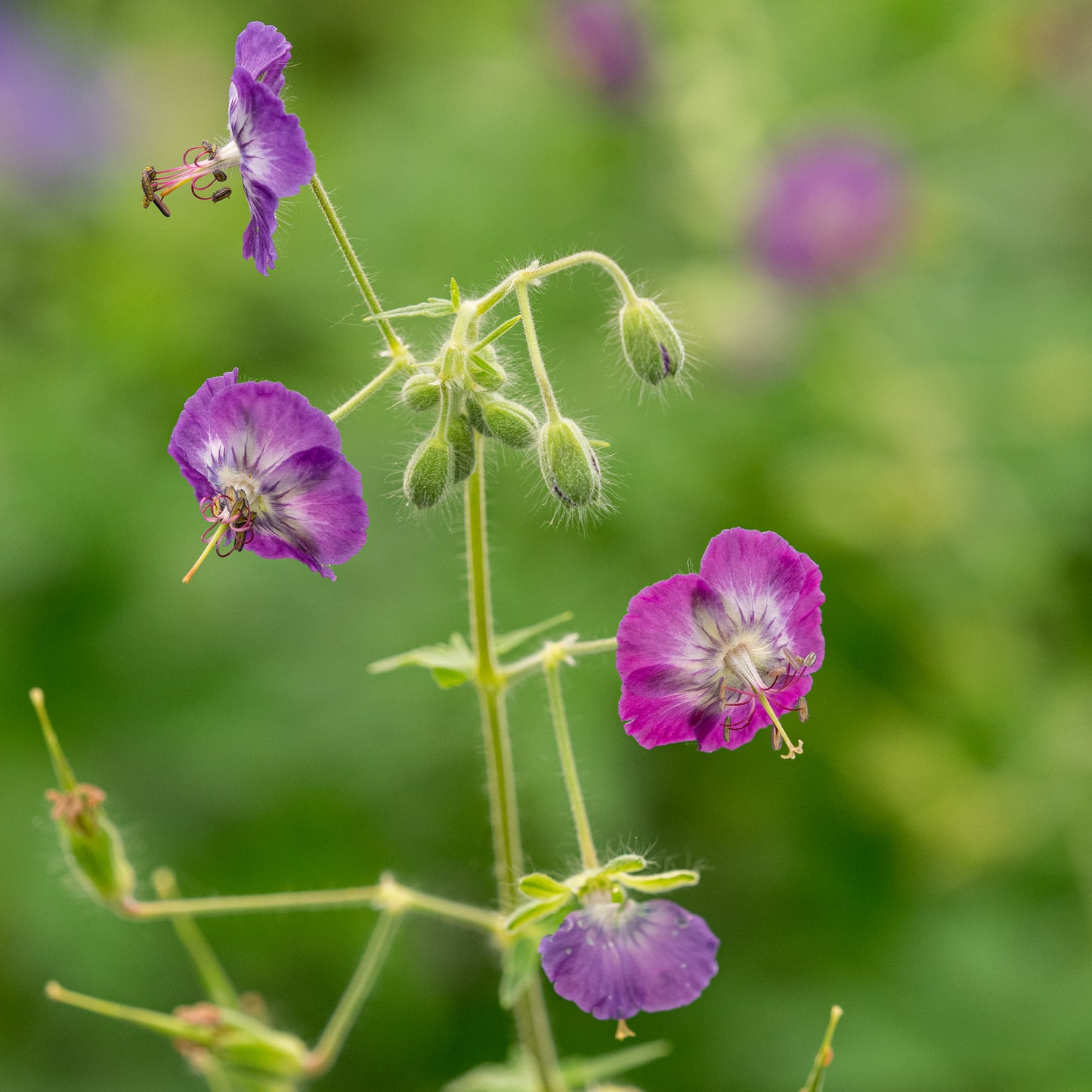 Geranium phaeum Lilac