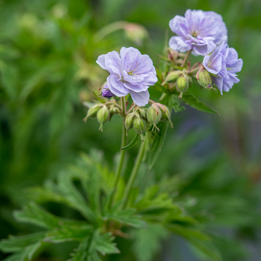 Geranium pratense 'Cloud Nine'PBR - Hardy's Cottage Garden Plants
