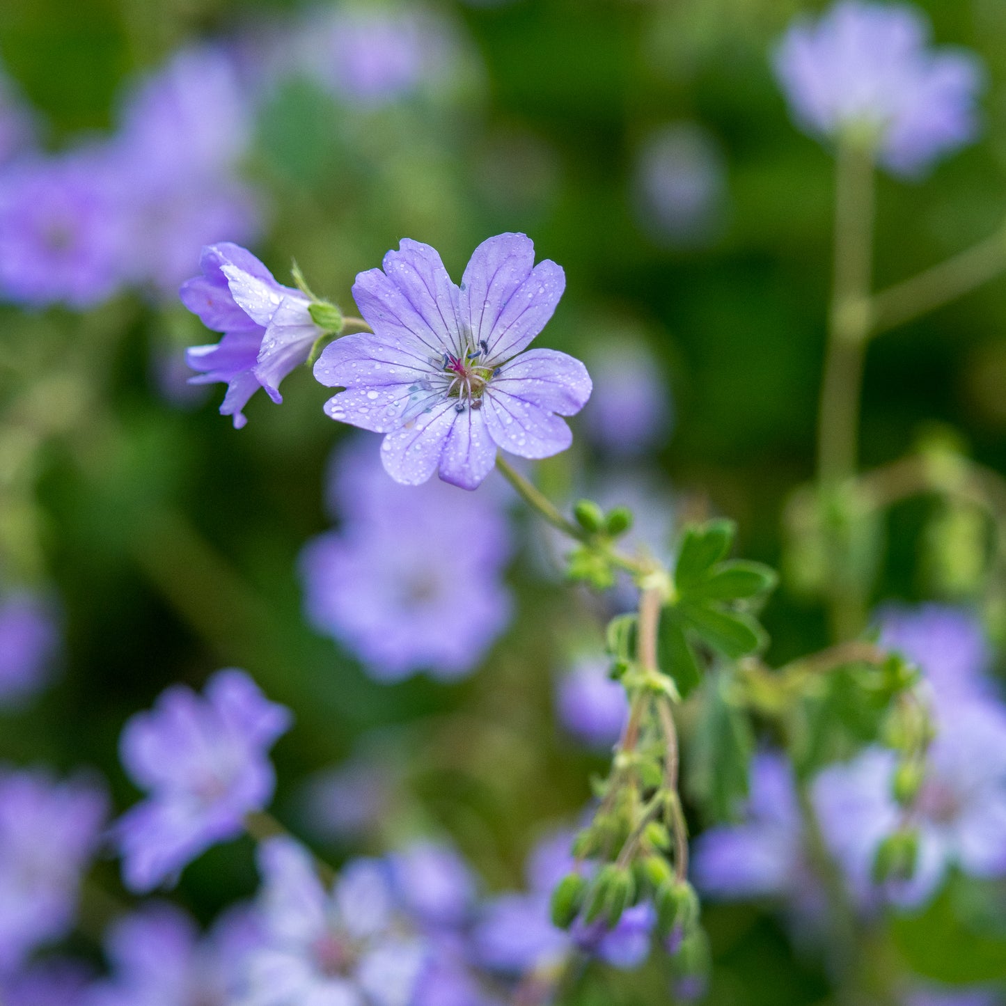Geranium pyrenaicum 'Isparta'
