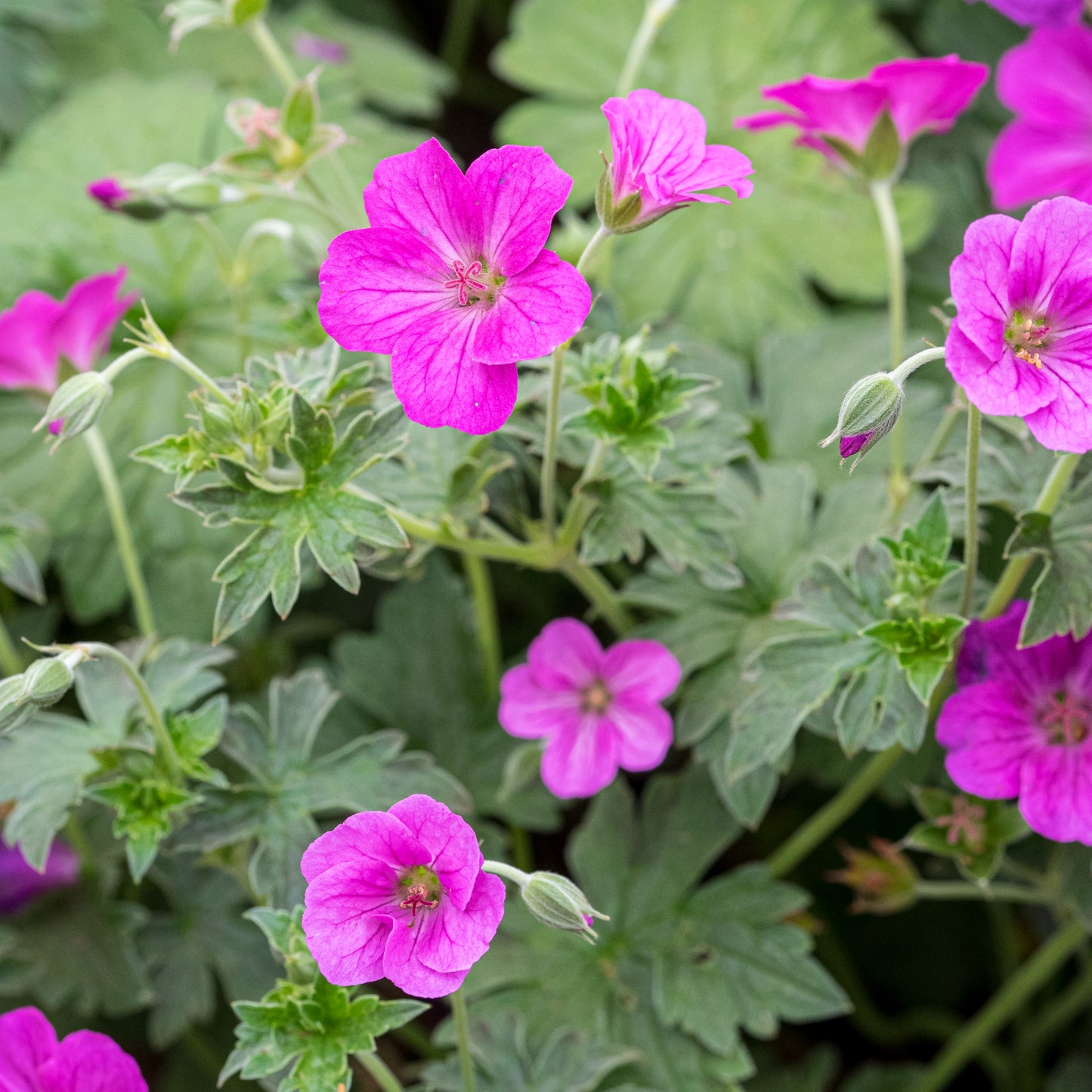 Geranium riversleaianum 'Russell Prichard' - Hardy's Cottage Garden Plants