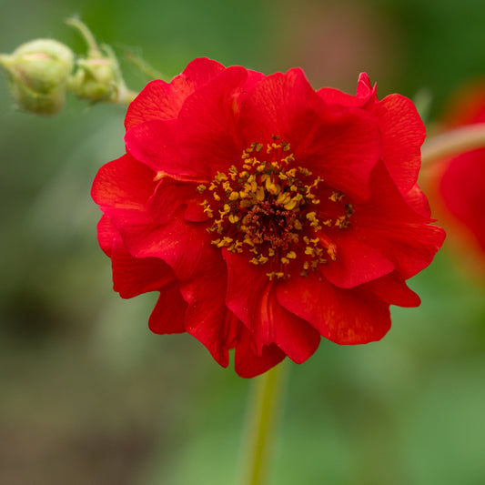 Geum Mrs J. Bradshaw - Hardy's Cottage Garden Plants