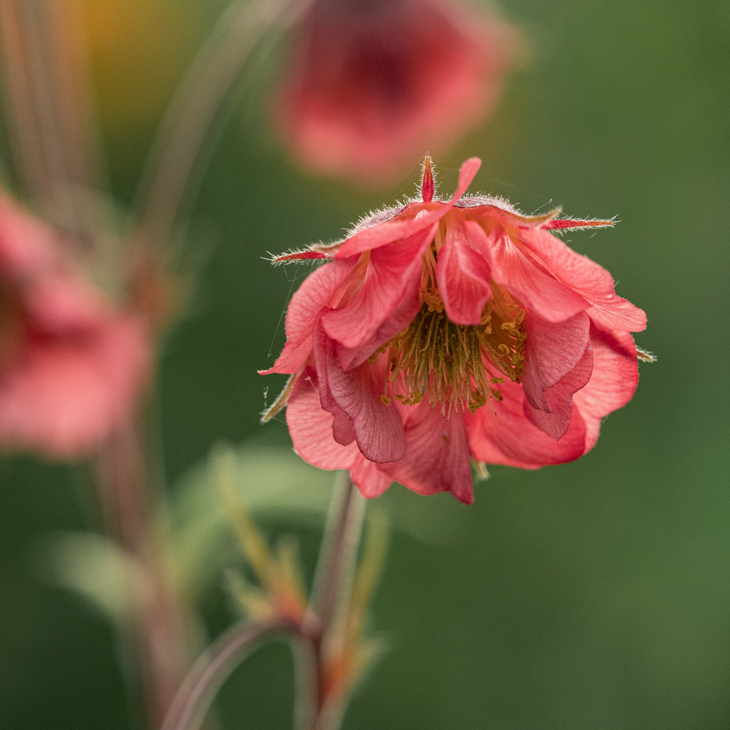 Geum 'Bell Bank'