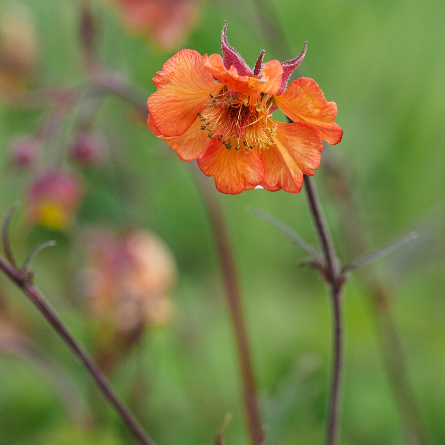 Geum 'Hannay's' - Hardy's Cottage Garden Plants