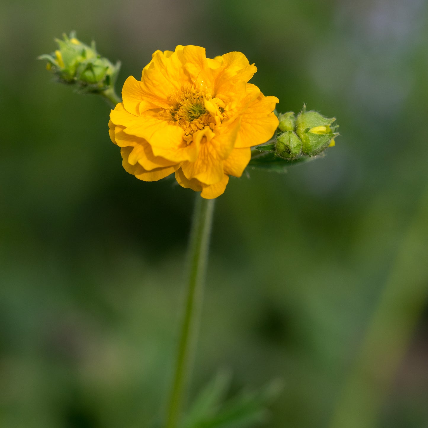 Geum 'Lady Stratheden' - Hardy's Cottage Garden Plants