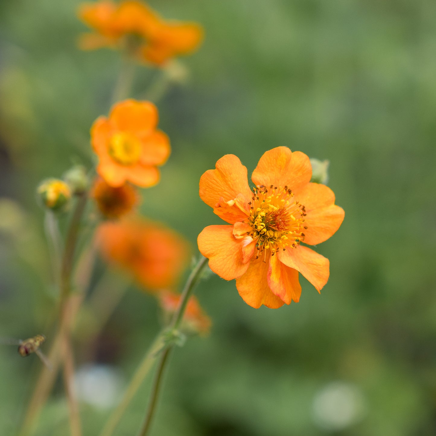 Geum 'Rijnstroom' - Hardy's Cottage Garden Plants