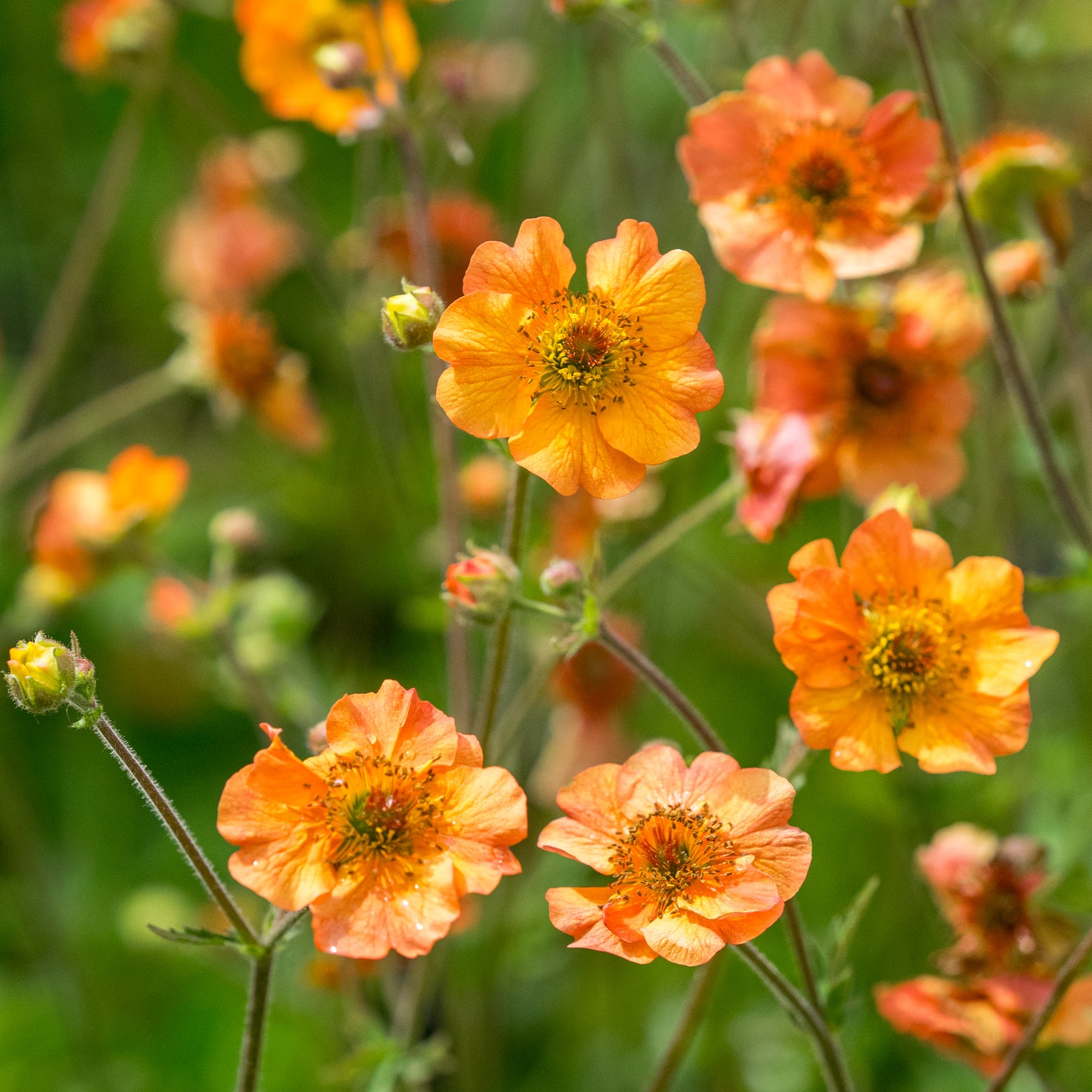 Geum 'Totally Tangerine' PBR'