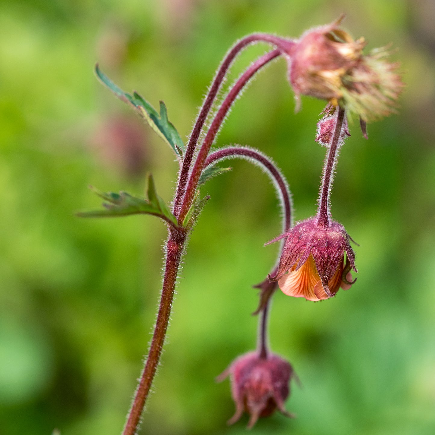 Geum rivale - Hardy's Cottage Garden Plants