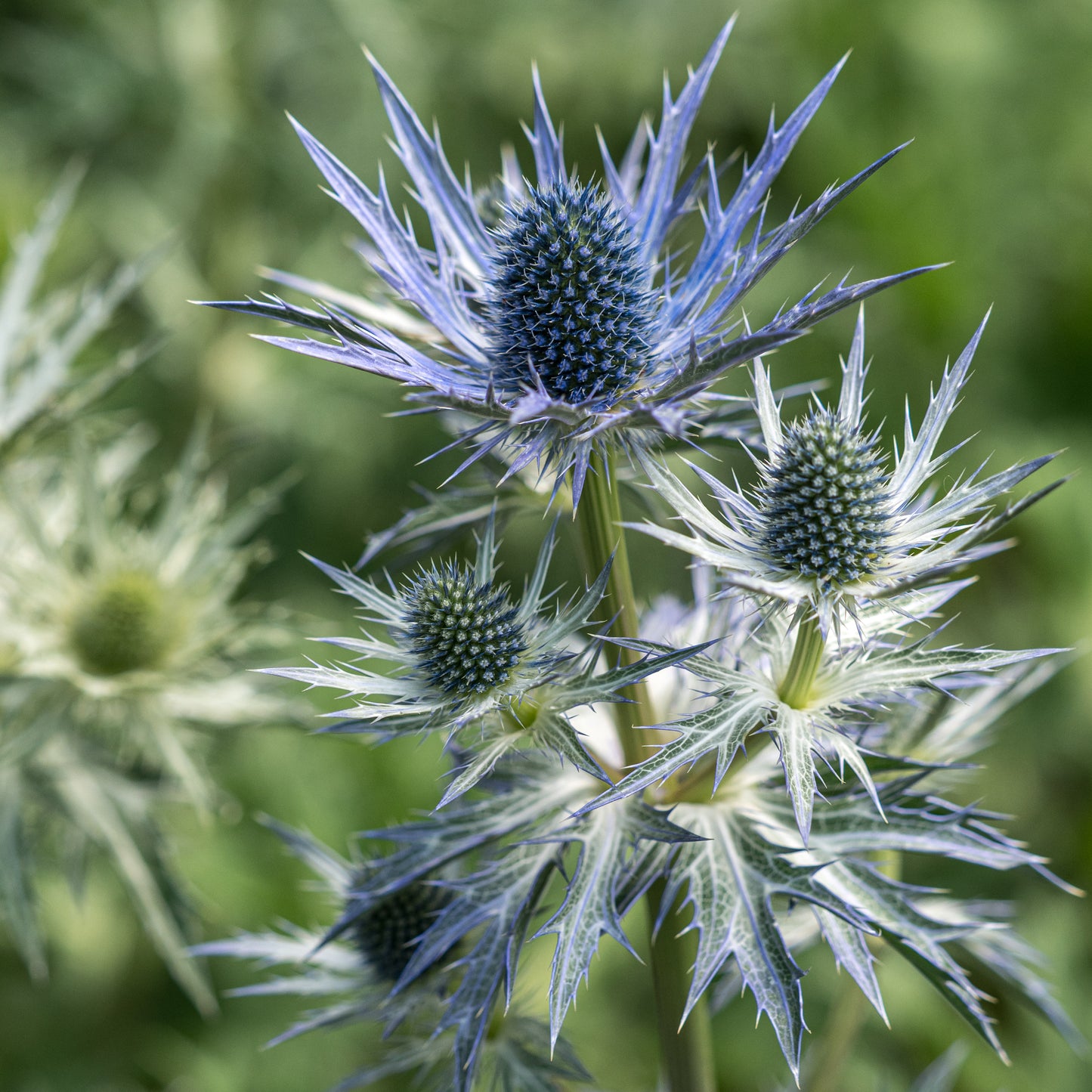 Eryngium × olivierianum 'Jos Eijking' - Hardy's Cottage Garden Plants