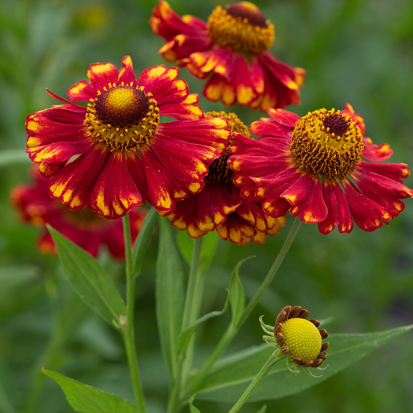Helenium 'Vicky'