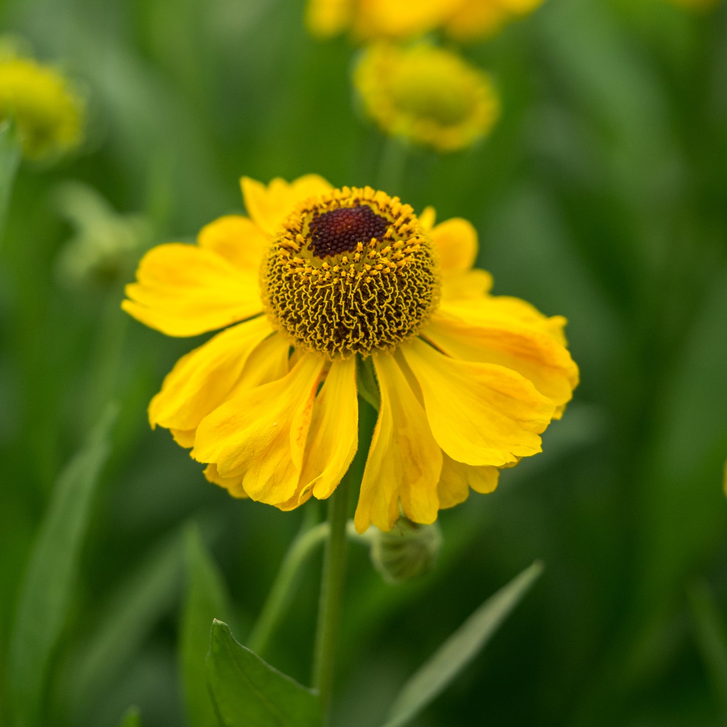 Helenium 'El Dorado'