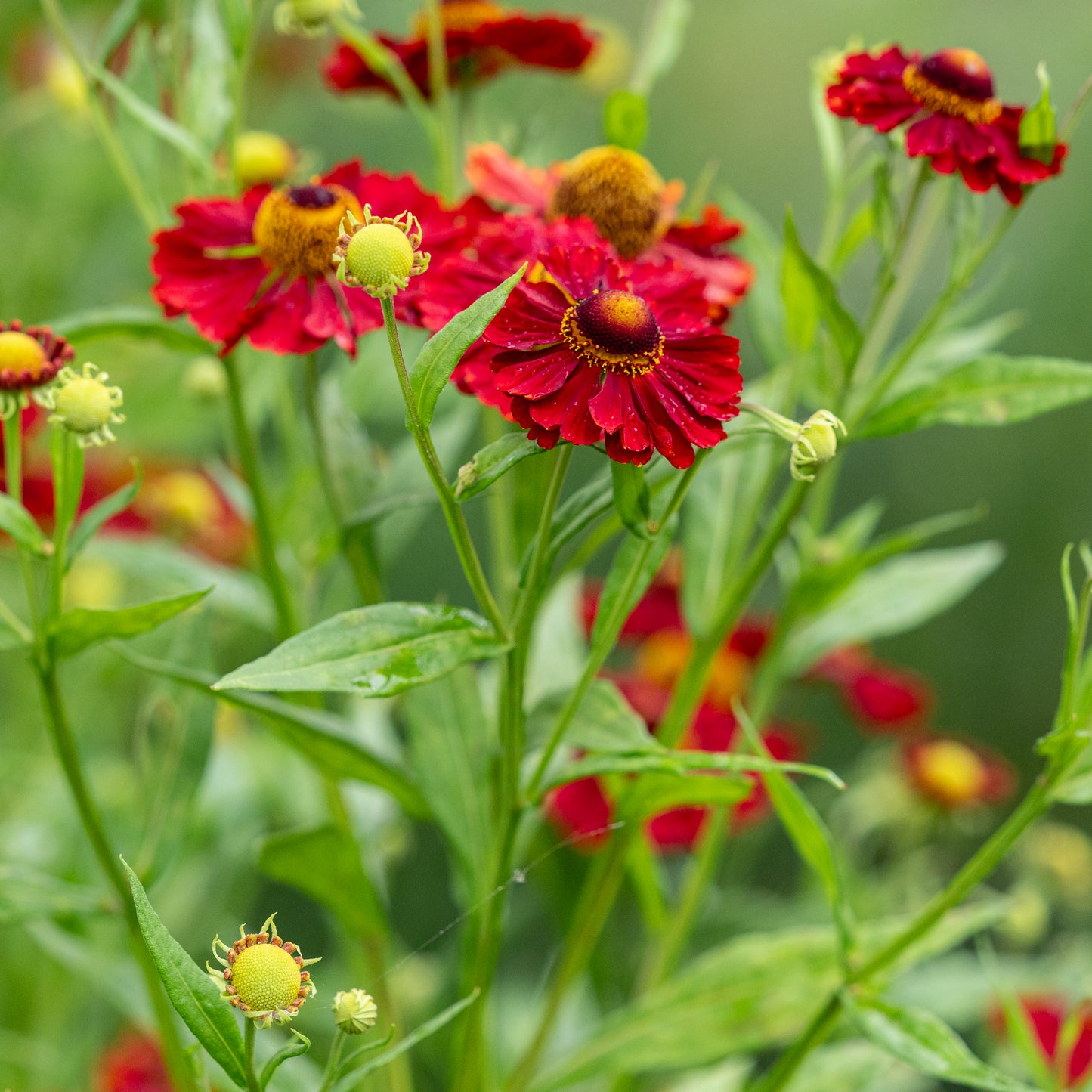 Helenium 'Mahagoni'