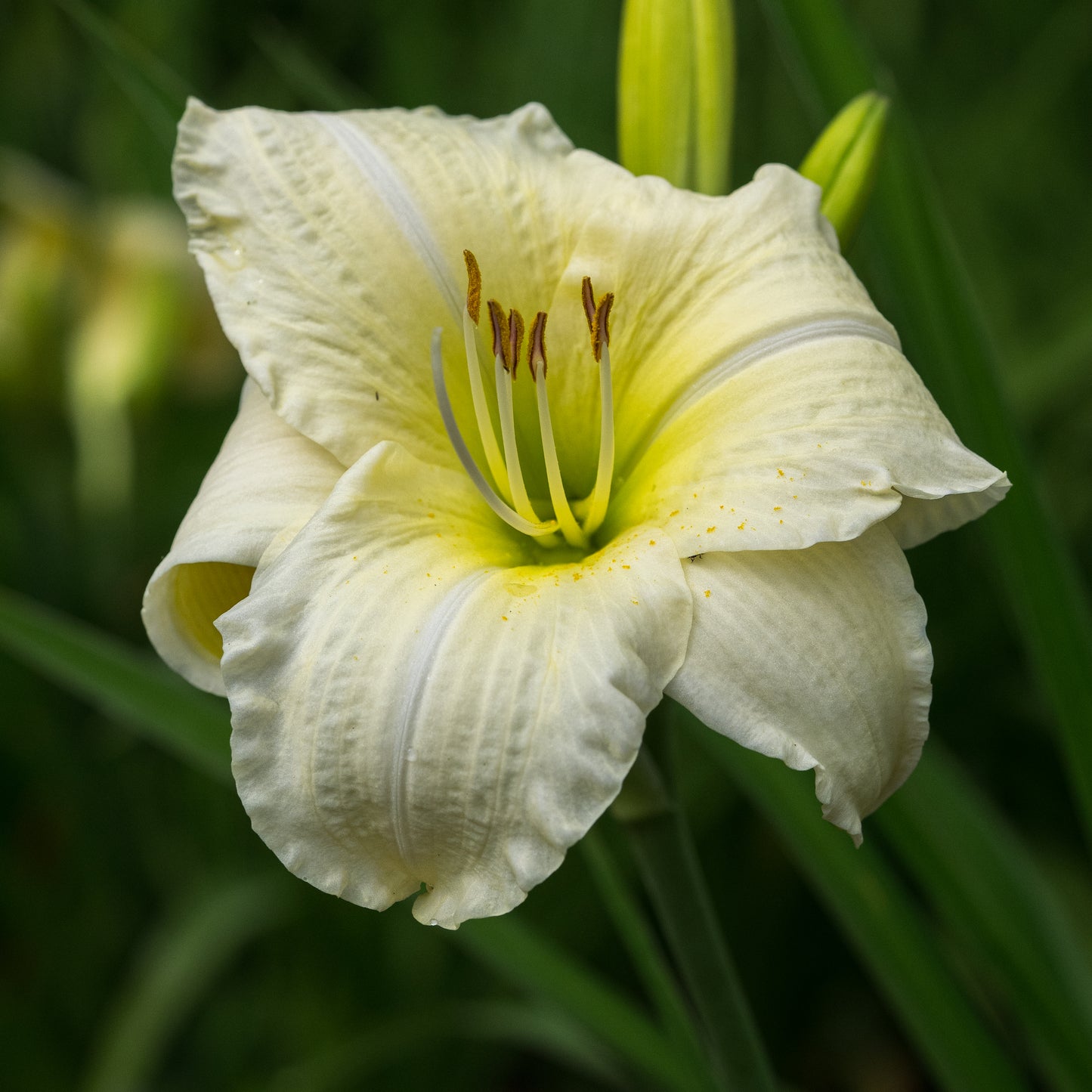 Hemerocallis 'Joan Senior' - Hardy's Cottage Garden Plants