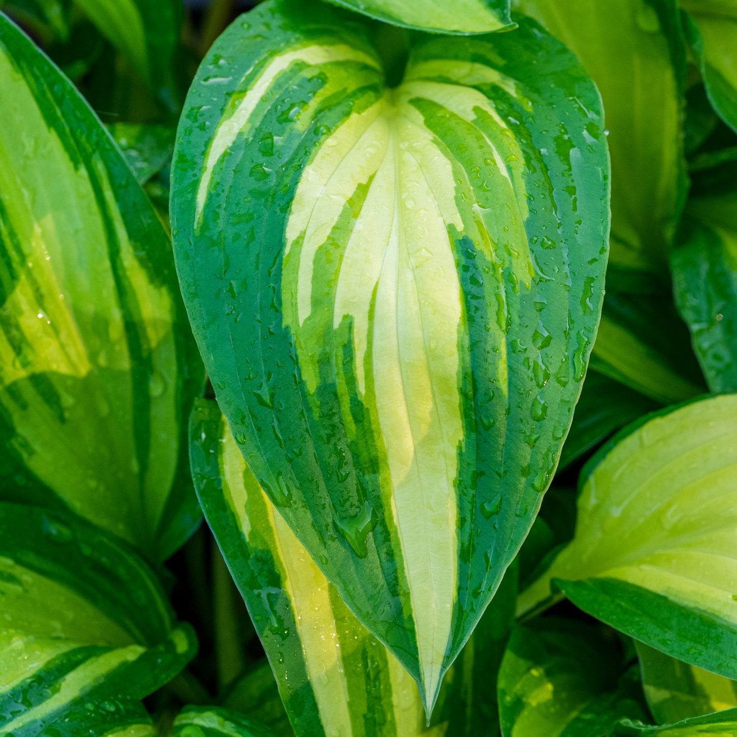 Hosta 'Cherry Berry'