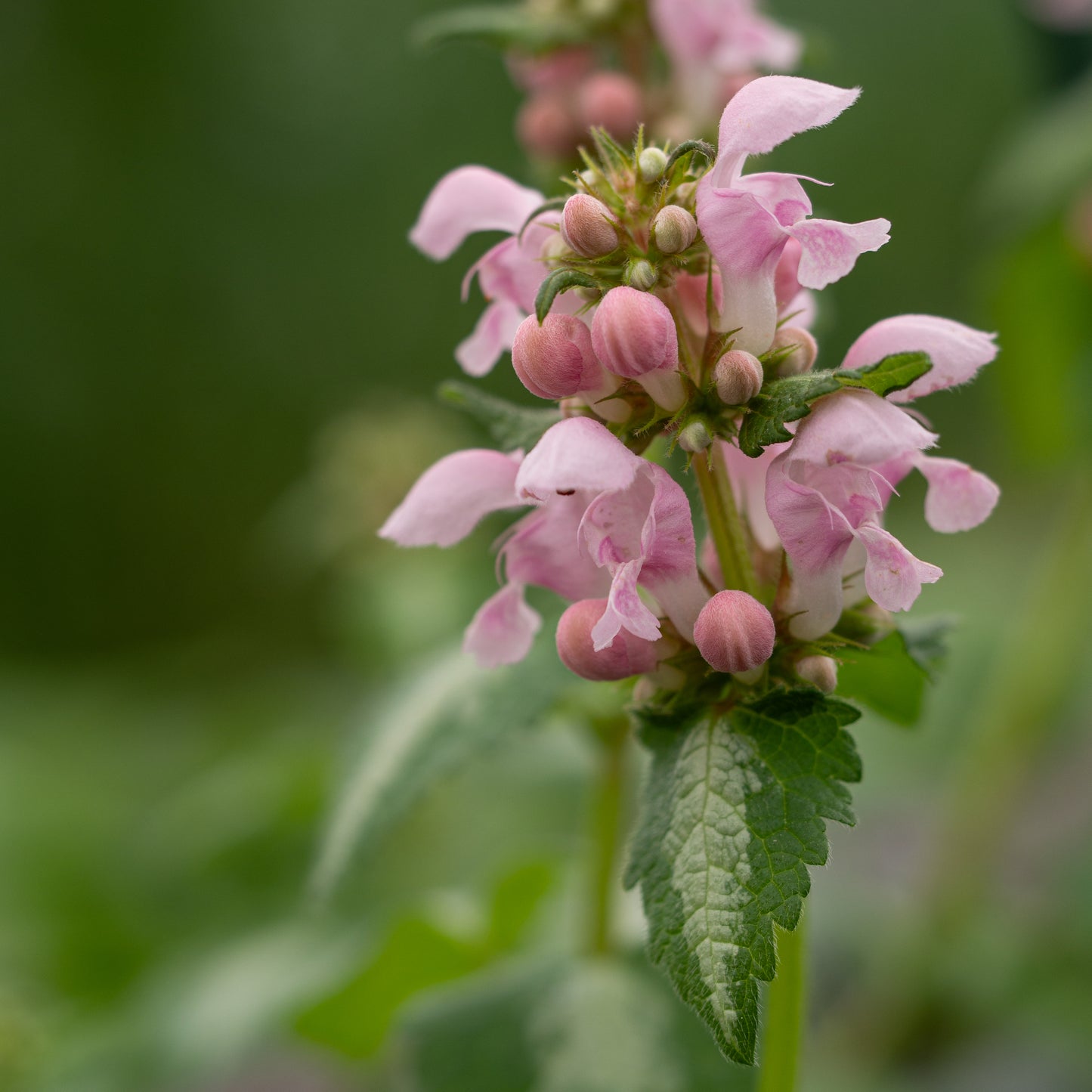 Lamium maculatum 'Pink Pearls'