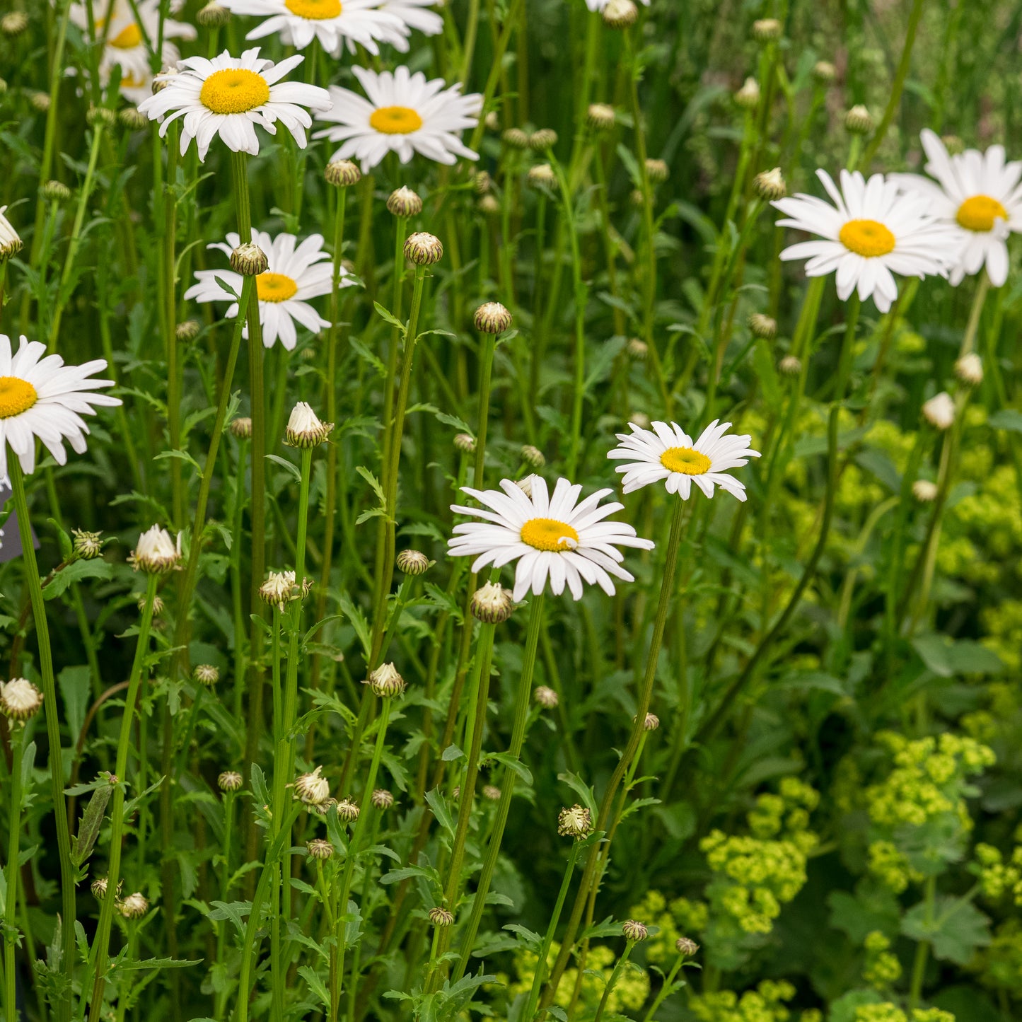 Leucanthemum vulgare 'Maikonigin'