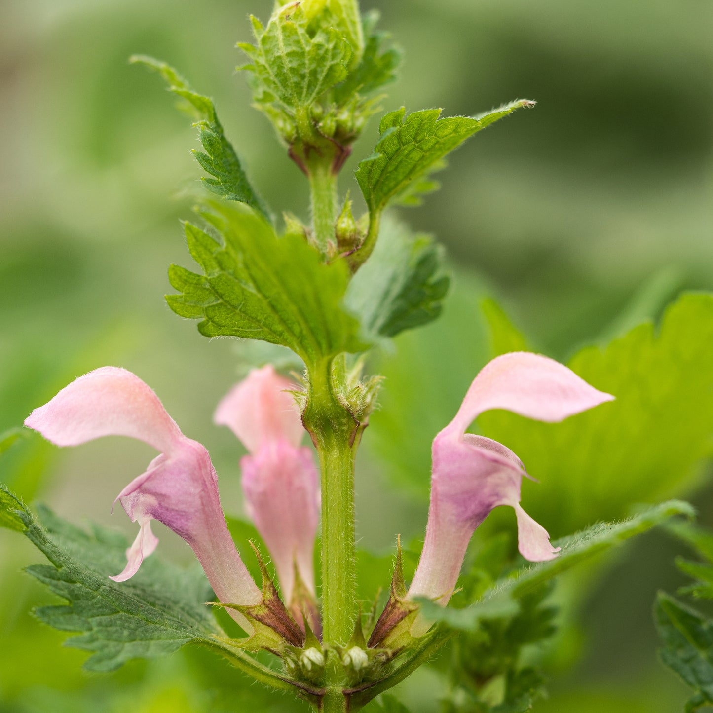 Lamium maculatum 'Brightstone Pearl' - Hardy's Cottage Garden Plants