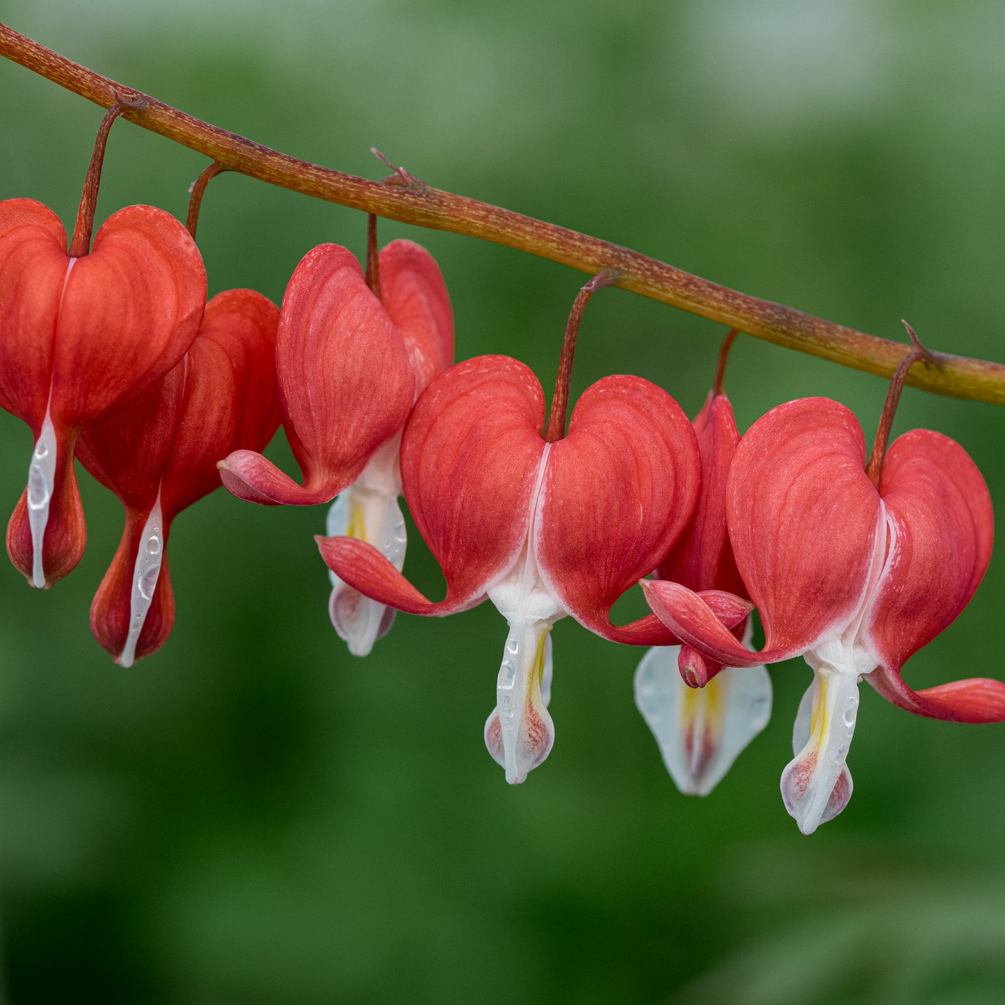 Lamprocapnos spectabilis Valentine ('Hordival'PBR) - Hardy's Cottage Garden Plants