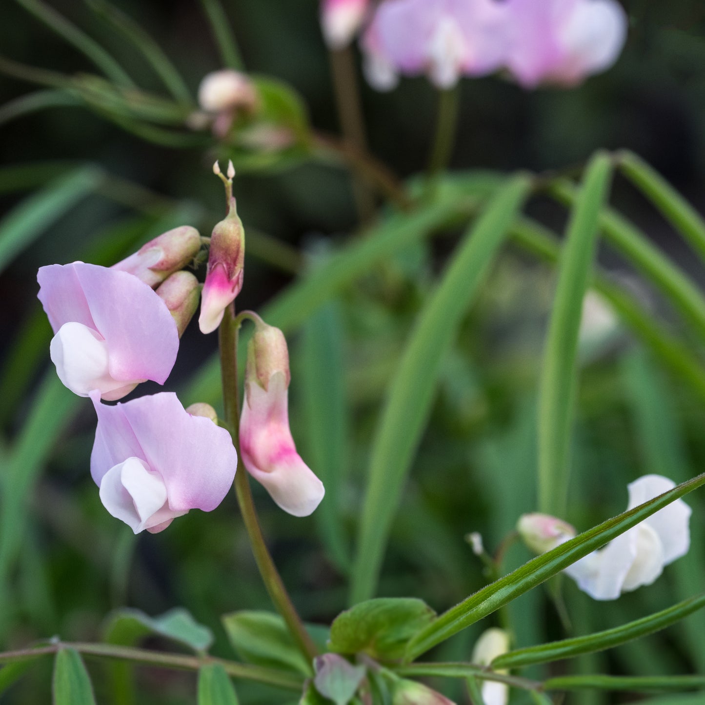 Lathyrus vernus 'Gracilis Alboroseus' - Hardy's Cottage Garden Plants